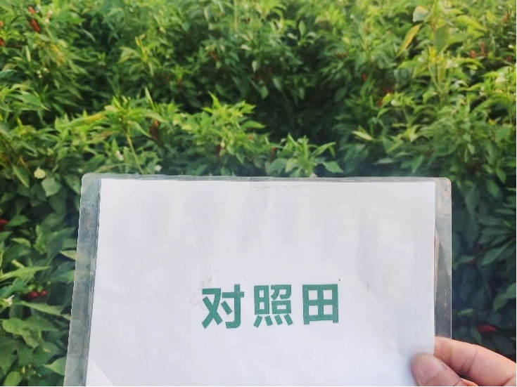 图片8，9月9日对照田辣椒长势_副本.jpg