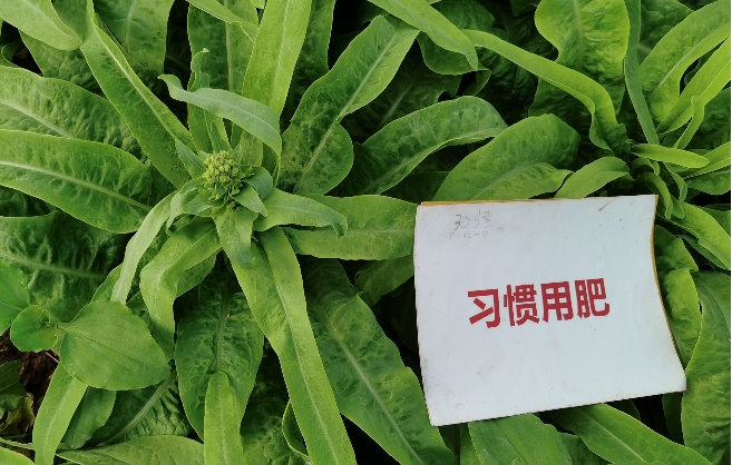 对照田莴笋长势.png